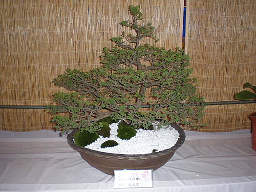 日本姬檜木:種植32年