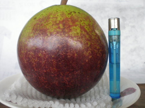新品種水果:大果星蘋果