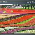 Taipei-flower-05.JPG