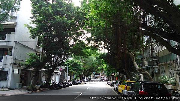 台北松山區民生東路4段97巷的菩提樹009.JPG