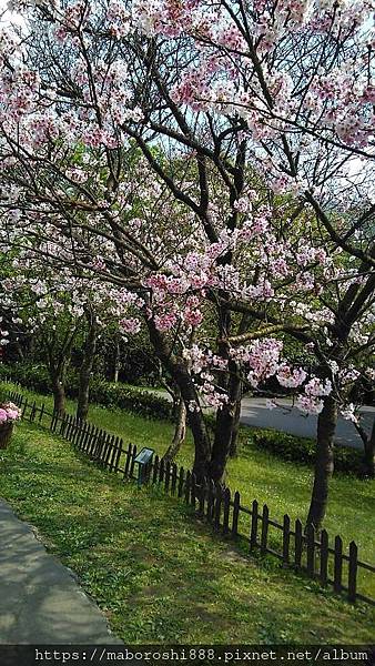 桜花見台北陽明山 2021 005-何協澤-EugeneHo-何協澤-まぼろし-テレまぼろし.jpg