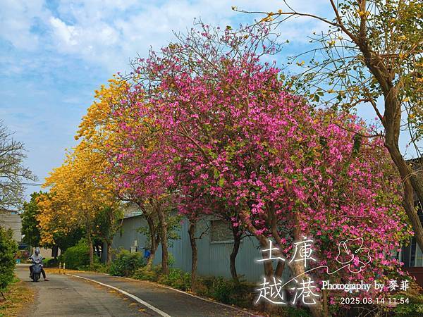 麥菲《趣雲林騎單車》雲林土庫鎮越港粉紅大道
