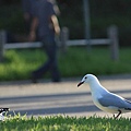 墨爾本到處是這種鳥