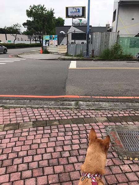 61410909_2168303689872567_872287057290985472_n.jpg 61410909_2168303689872567_872287057290985472_n.jpg