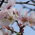 1543362426-沒看到什麼杏花倒是有櫻花.jpg