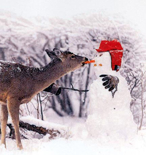 animal,carrot,christmas,cute,deer,kiss-fc764fba47b799345b72cf6567233ab4_h.jpg