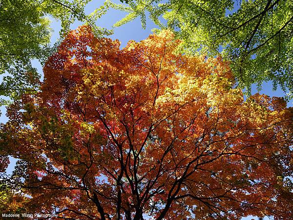 北海道大學楓葉