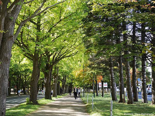 北海道大學