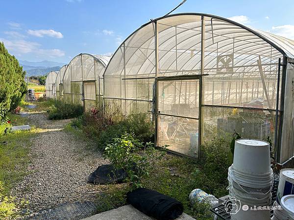 苗栗南庄|親子景點|樂活小農-體驗木瓜採果樂-田在心健康菓舖