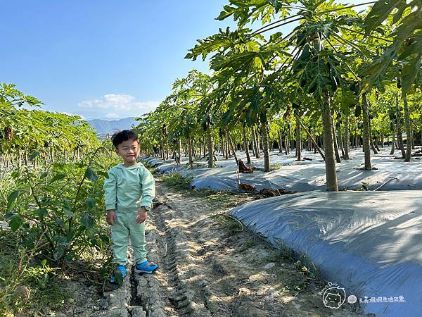 苗栗南庄|親子景點|樂活小農-體驗木瓜採果樂-田在心健康菓舖