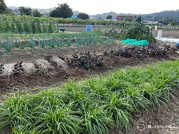 苗栗南庄|親子景點|樂活小農-體驗木瓜採果樂-田在心健康菓舖