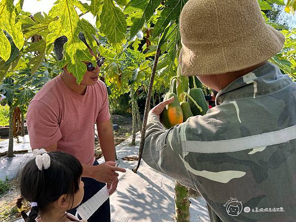 苗栗南庄|親子景點|樂活小農-體驗木瓜採果樂-田在心健康菓舖