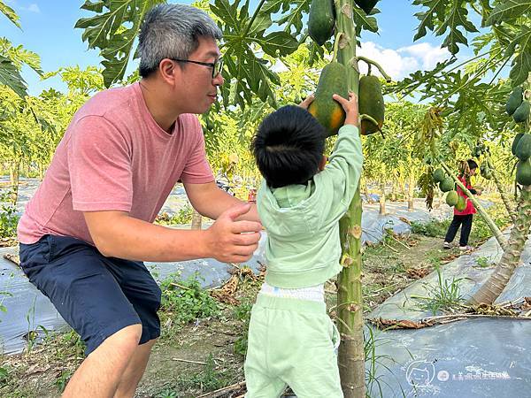 苗栗南庄|親子景點|樂活小農-體驗木瓜採果樂-田在心健康菓舖