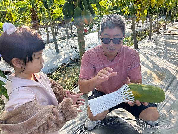 苗栗南庄|親子景點|樂活小農-體驗木瓜採果樂-田在心健康菓舖