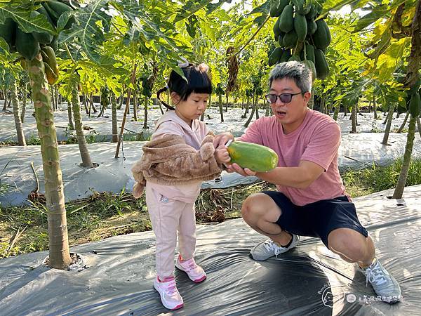 苗栗南庄|親子景點|樂活小農-體驗木瓜採果樂-田在心健康菓舖