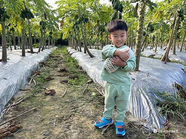 苗栗南庄|親子景點|樂活小農-體驗木瓜採果樂-田在心健康菓舖