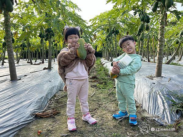 苗栗南庄|親子景點|樂活小農-體驗木瓜採果樂-田在心健康菓舖