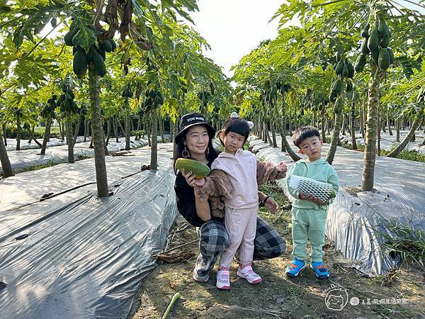 苗栗南庄|親子景點|樂活小農-體驗木瓜採果樂-田在心健康菓舖