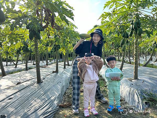 苗栗南庄|親子景點|樂活小農-體驗木瓜採果樂-田在心健康菓舖