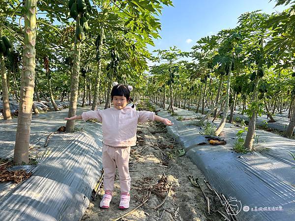 苗栗南庄|親子景點|樂活小農-體驗木瓜採果樂-田在心健康菓舖