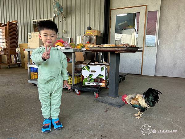 苗栗南庄|親子景點|樂活小農-體驗木瓜採果樂-田在心健康菓舖