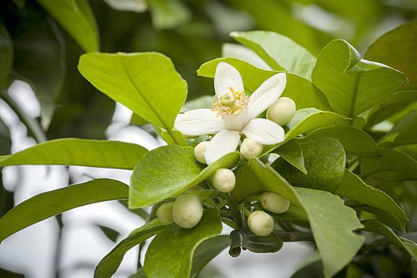 Lovepik_com-500922354-pomelo-blossoms.jpg