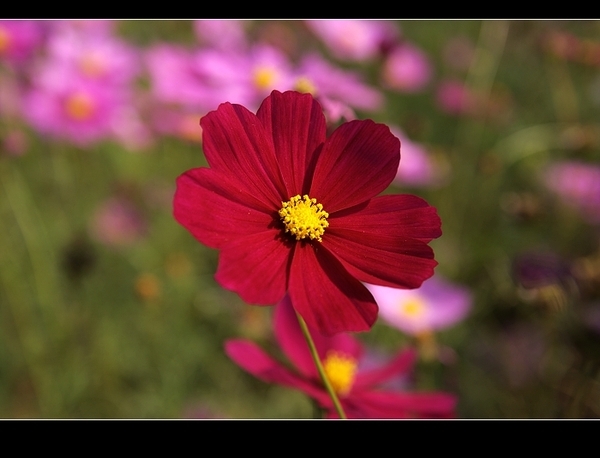 紅波斯菊