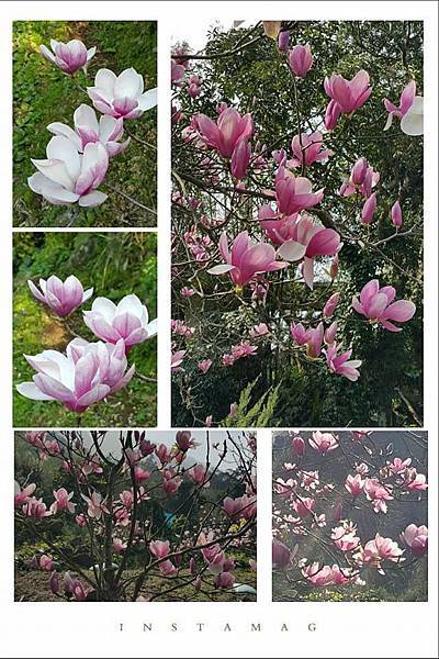 木蘭花.jpg 木蘭花.jpg