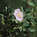 flower_800_600_0003