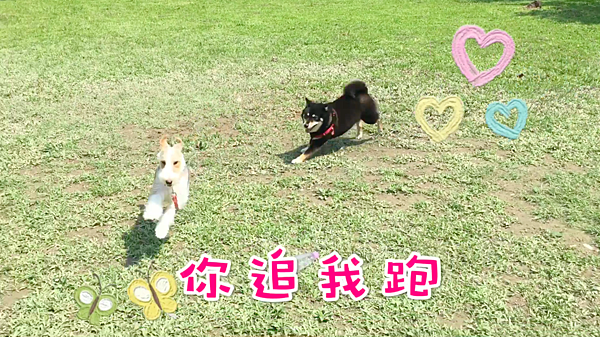 BIBO LITTLE CUTE BIBO小妞妞- 晴天尋友日.png