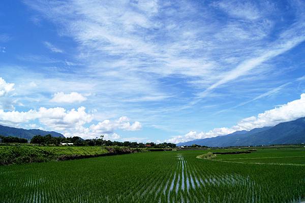 台東伯朗大道_02