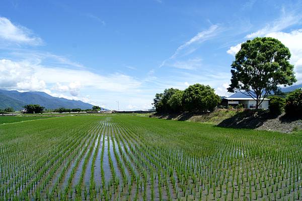 台東伯朗大道_04