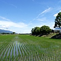 台東伯朗大道_04