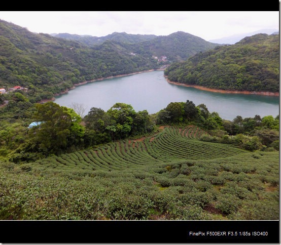 石碇茶園千島湖_22