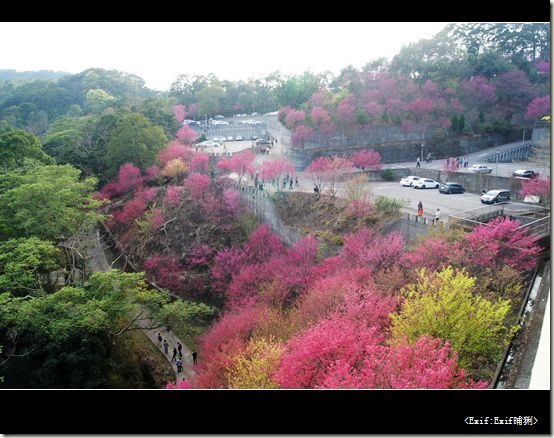 苗栗協雲宮櫻花_36