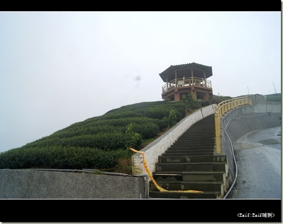 八卦茶園_16