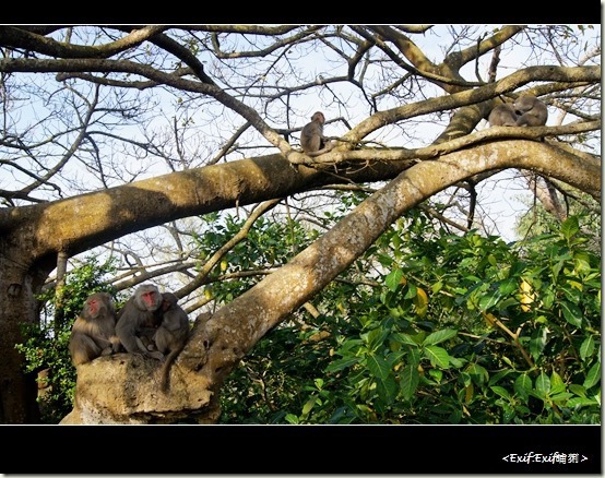 柴山公園台灣獼猴_35 柴山公園台灣獼猴_35