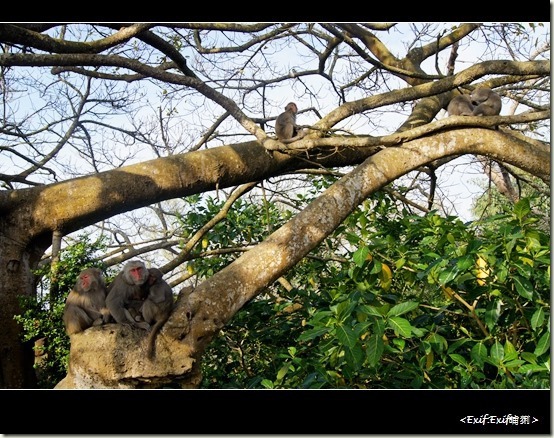 柴山公園台灣獼猴_35