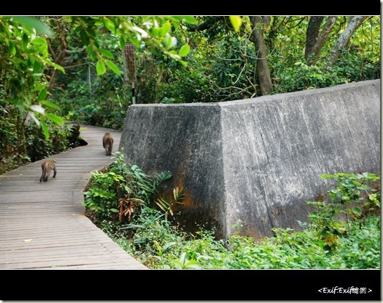 柴山公園台灣獼猴_13