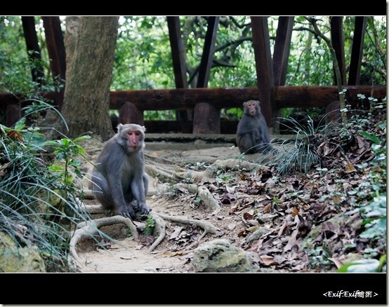 柴山公園台灣獼猴_52