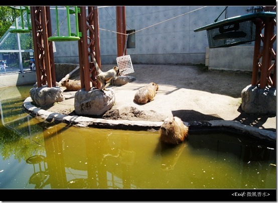 北海道旭川市旭山動物園_04