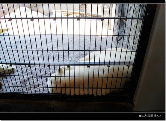 北海道旭川市旭山動物園_15