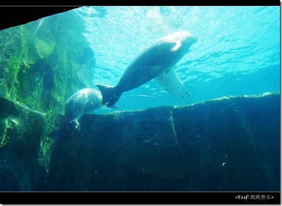 北海道旭川市旭山動物園_21