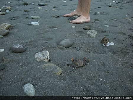 大浪打過之後擱淺死亡在沙灘上的螃蟹好大