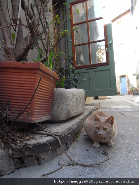 -Arles-街巷遇貓