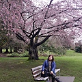 加拿大風情【和平公園/伊莉莎白女皇公園】春暖花開櫻花美景處處