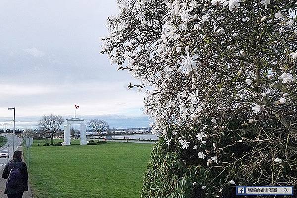 加拿大風情【和平公園/伊莉莎白女皇公園】春暖花開櫻花美景處處