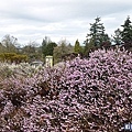 加拿大風情【和平公園/伊莉莎白女皇公園】春暖花開櫻花美景處處