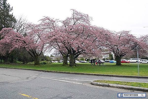 加拿大風情【和平公園/伊莉莎白女皇公園】春暖花開櫻花美景處處