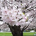 ◆加拿大風情畫【維多利亞-布查德花園】四月櫻花季～百花爭艷美不勝收
